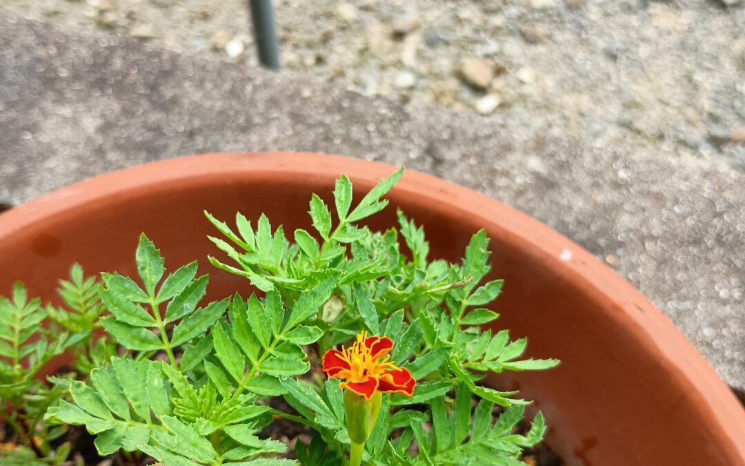 利用者さんたちと植えた花が咲きました！